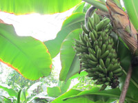 ������Ԣ�ǃȵ��㽶��